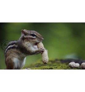 Diabole H&N Crow Magnum 4.5mm .177 cal. H & N Diabole 4 - metak.ba 