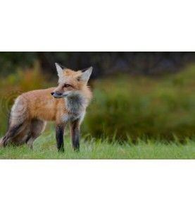 Diabole H&N Crow Magnum 5.5mm .22 cal. H & N Diabole 4 - metak.ba 