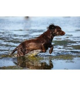 FRANCHI Affinity 3 MAX 5 Lovacka puska 12/76 FRANCHI RIFLE 8 - metak.ba 